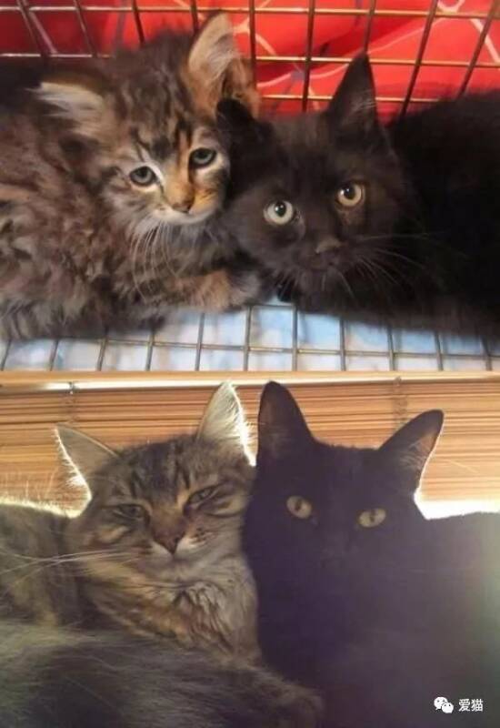猫咪小时候VS长大后...果然橘猫比较突出！ ​​​​