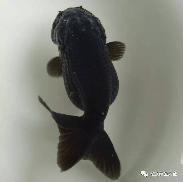 【每日一鱼】黑兰寿金鱼：肉瘤厚实，体型优美！~