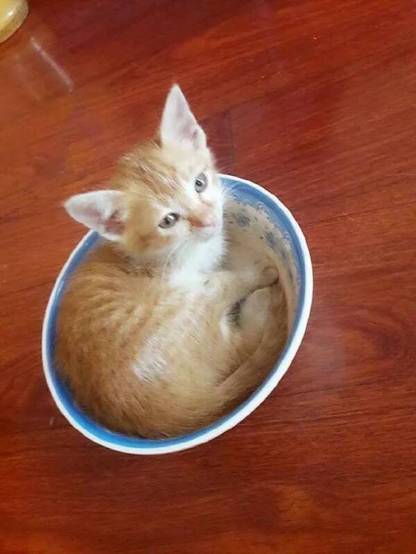 主人看到小奶猫躺在碗里，然后灵机一动……