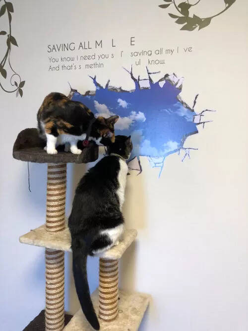 为了防止猫们挠墙，于是贴了这么一张壁纸