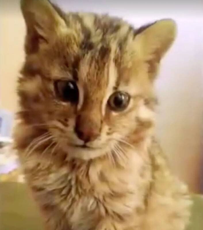 我亲爱的大猫，你还会回来看我吗……