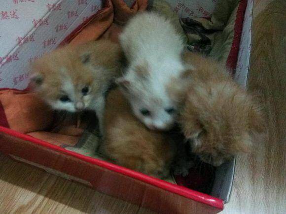 捡到了一窝小奶猫，其中三只都是橘猫，网友：要被吃破产的节奏！