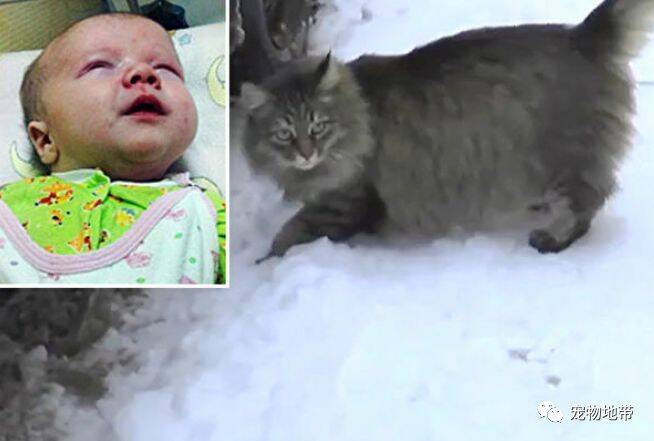 男婴遭弃寒冬街头 流浪猫跳进纸箱护暖呼救
