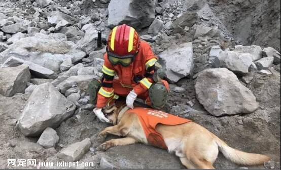 向四川茂县山体滑坡中与消防员并肩奋战的搜救犬致敬