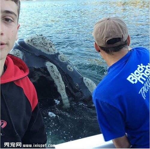 鲸鱼嘴里卡塑料袋找人类寻求帮助