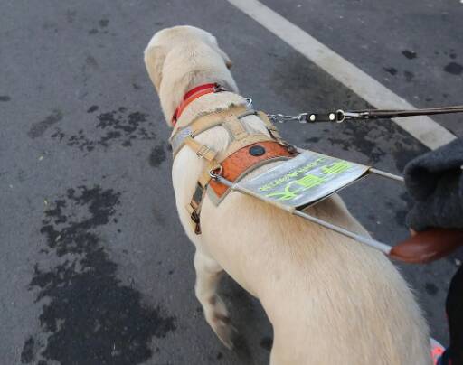 被骂哭的导盲犬,大众对导盲犬的误解原来这么深!