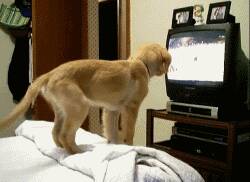 狗子看电视入戏太深，竟然模仿他们的动作，还...