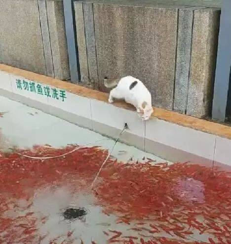 厉害了我的猫！流浪猫偶遇一池锦鲤，一爪子下去路人纷纷鼓掌！