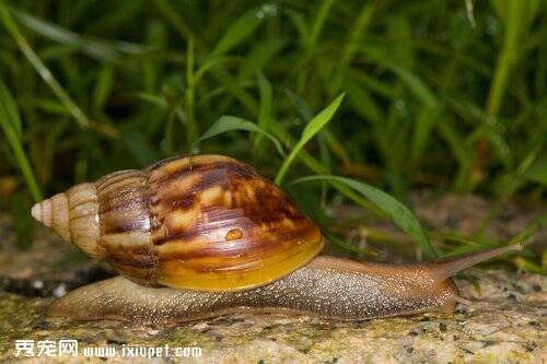 外来入侵的“大蜗牛”