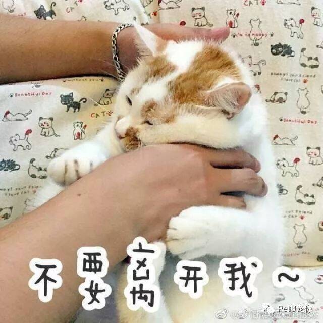 猫狗嗜睡，可能是疾病的征兆。