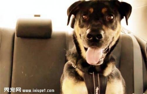 宠物狗狗在没有空调的闷热车内会发生什么，看看你就知道了！