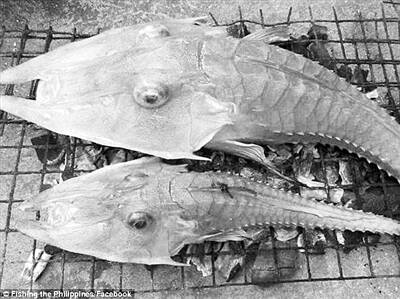 澳洲海域现奇特怪鱼渔民以为是鱼虾杂交体