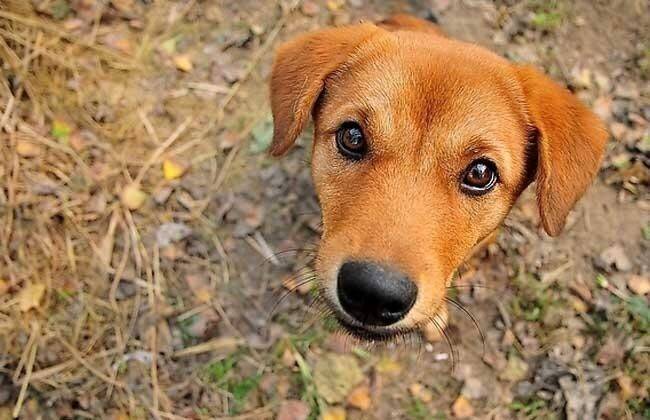 我家中华田园犬养着养着变成了柯基......还我田园犬！