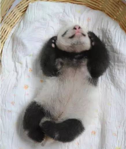 奇葩的熊猫睡姿，真是笑哭了....