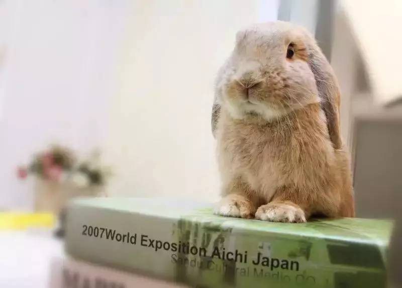 兔兔：我爱学习，学习使我快乐！
