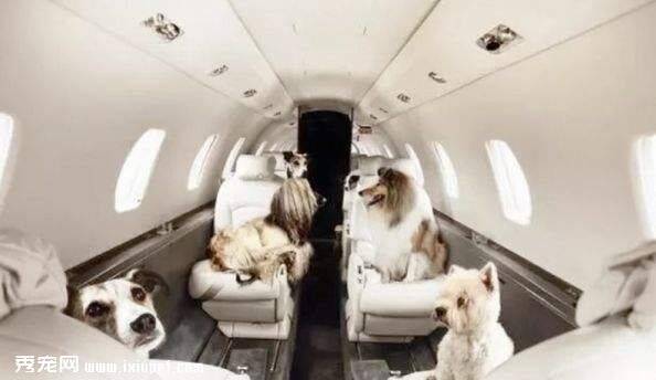 海南航空带宠物上飞机注意事项