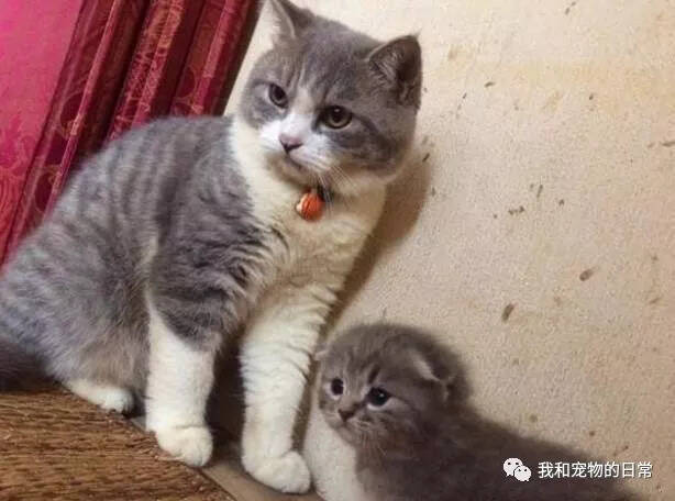 猫妈看见猫爸把自己的孩子吓坏了，一巴掌将猫爸按倒在地！