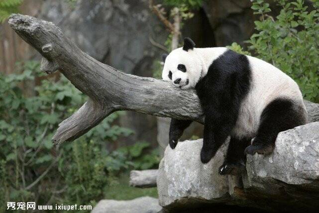 华盛顿动物园喜从天降 美国大熊猫美香或将产子