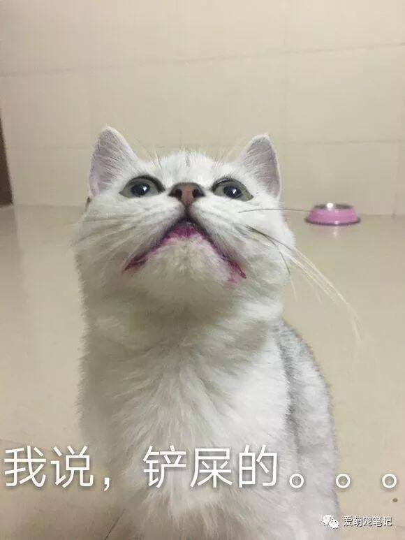 一宠主晒出偷吃火龙果的英短猫，网友：唇膏不错，深重版的香芋色