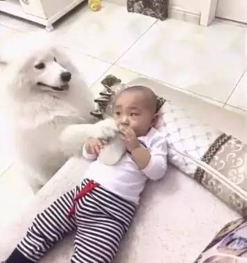 萨摩耶给宝宝喂奶，宝宝一动不动，这狗啥时候变聪明了？