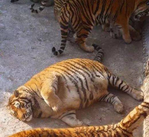 帅气东北虎形象崩溃“变成猪”，但发胖的真正原因会让你开始超佩服老虎