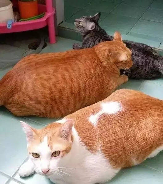 网友养了3只猫咪：没有对比就没有伤害！