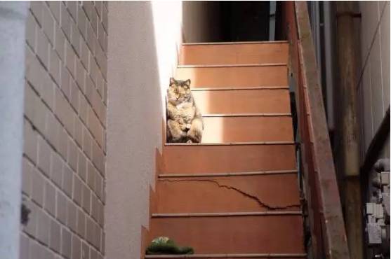 网友找了一圈都没找到猫，来到楼梯口却看到...