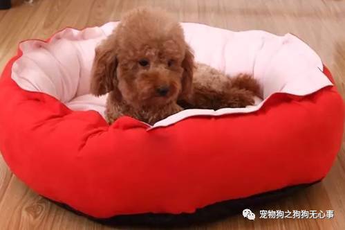 狗狗初到新家主人必懂知识？