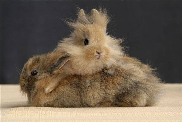 侏儒兔——一种最小的兔子