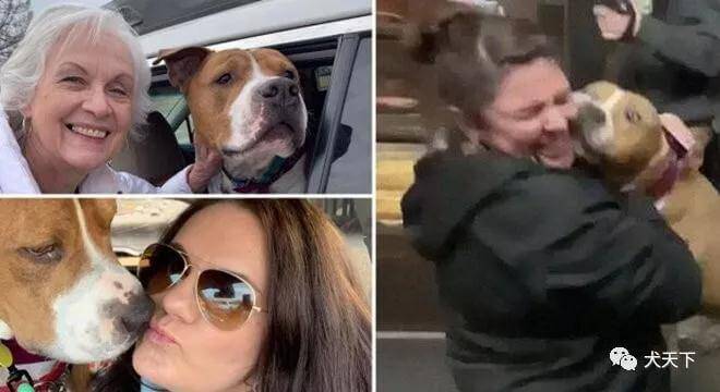 美国一只狗被偷，15个陌生人接力三千多公里送其回家