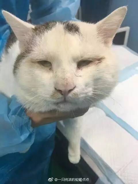 猫咪整容术，这真是第一次见！！！