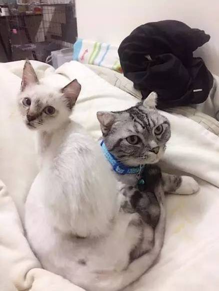 网友家的两只猫咪感情很好，其中一只得了剃了毛后...