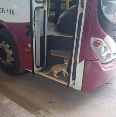 这只猫经常自己坐公交车回家，还是同一个位置