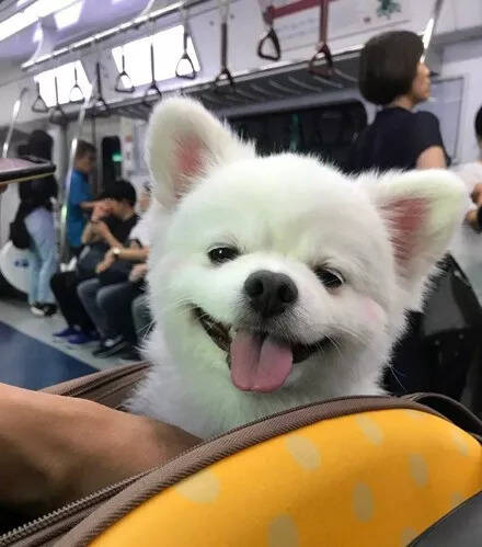 网友在地铁偶遇一只博美，它很困但还是要保持微笑，好可爱.....