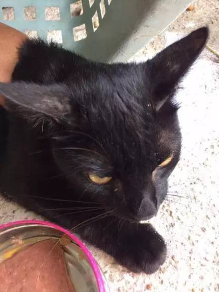 网友家来了只流浪黑猫，就好心收养了它，没想到竟救了他一命...