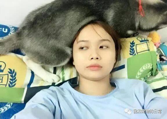 女主人躺在床上不理哈士奇，结果二哈一屁股坐在了她的脸上！