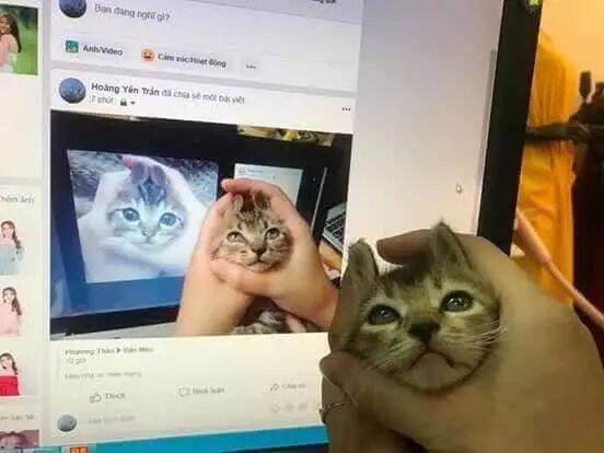 据说双手捧猫的脸很火，网友尝试后：没有对比就没有伤害！