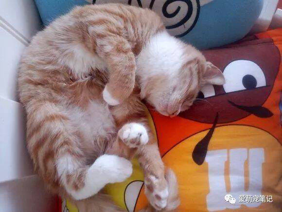 网友家的橘猫去世后，被一只猫妈妈赖上了，主人：难道胖橘投胎了