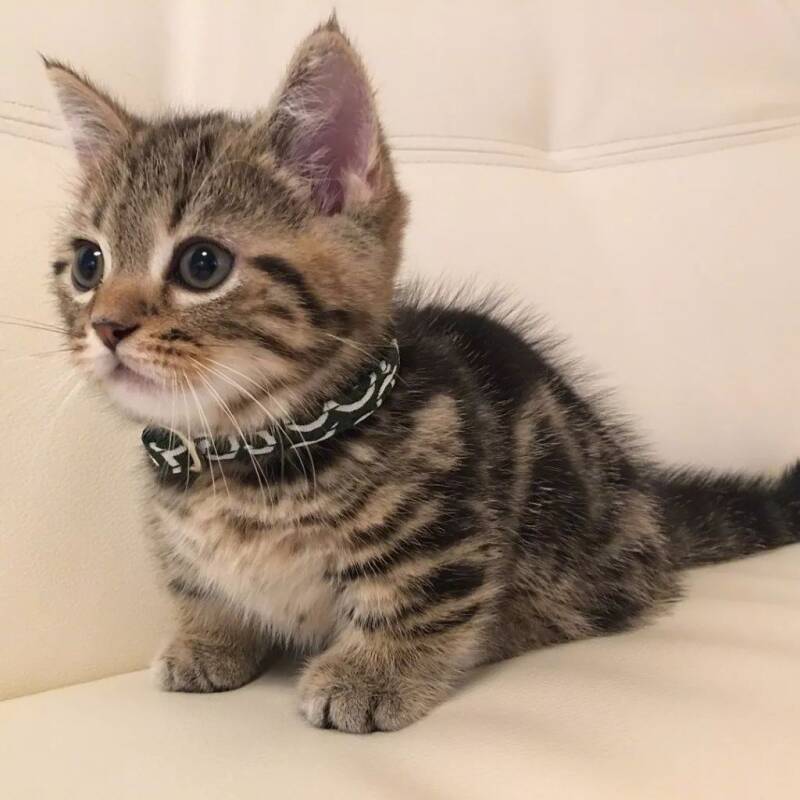 听说你还缺一只小猫咪，你看我可以吗？