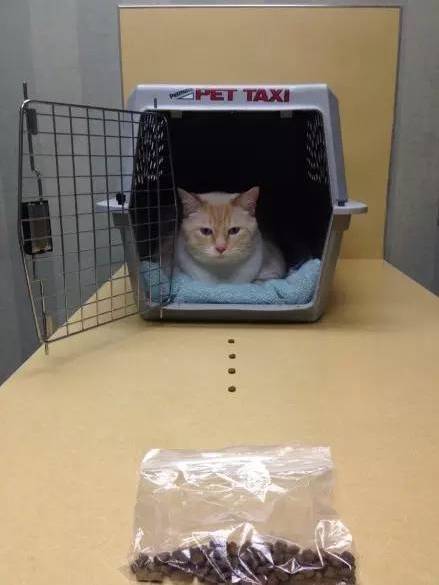 猫生的各种第一次，张张让人喷饭...
