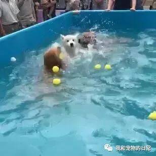 萨摩耶第一次游泳超紧张，翻江倒海狗刨式，水花溅了围观群众一脸！