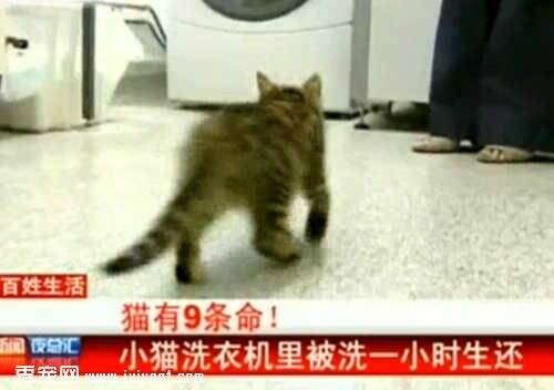 英国2月大苏格兰猫被洗衣机洗涤一小时竟无大碍