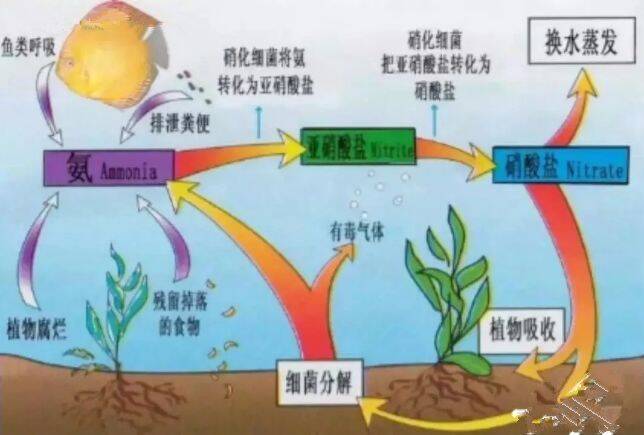 养鱼必看硝化系统！跟我学习如何建立硝化系统