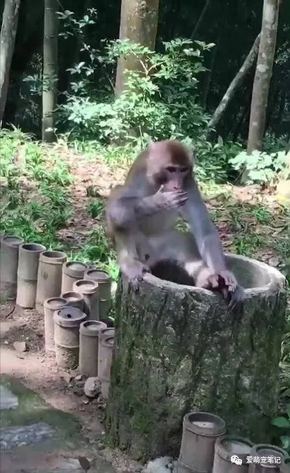 碰到一只爱吃水果的猴子，网友给它一块榴莲后，它的反应让人笑喷
