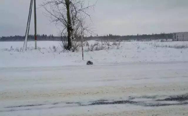 网友在大雪里捡到只差点被冻死的小猫，两周后他做梦都想笑...