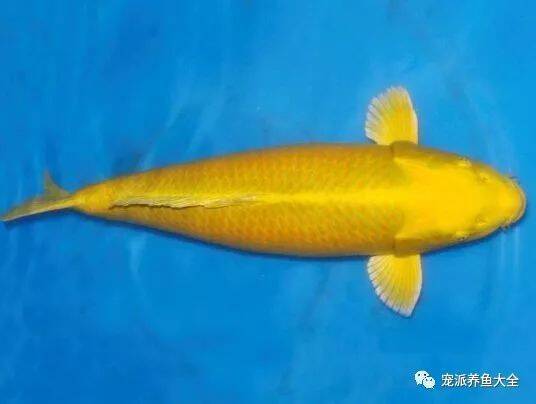 【每日一鱼】鱼友分享黄金锦鲤的分类和鉴别方法
