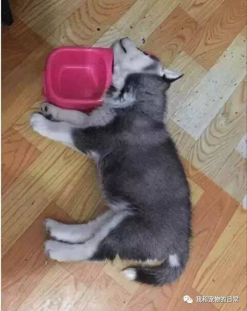 小二哈被喂了两大碗狗粮之后，结果躺下就再也没起来了！
