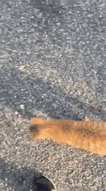 如果路上遇到一只碰瓷猫怎么办？