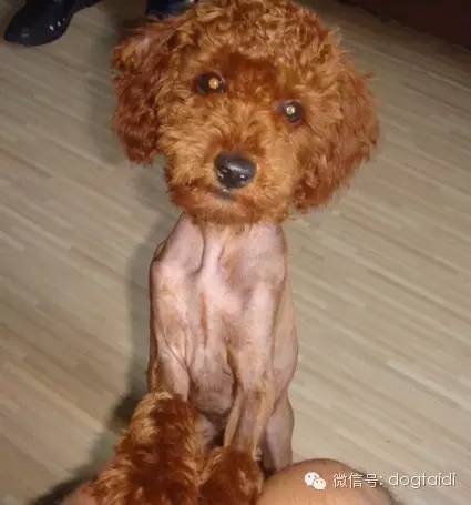 泰迪犬剃毛好吗？