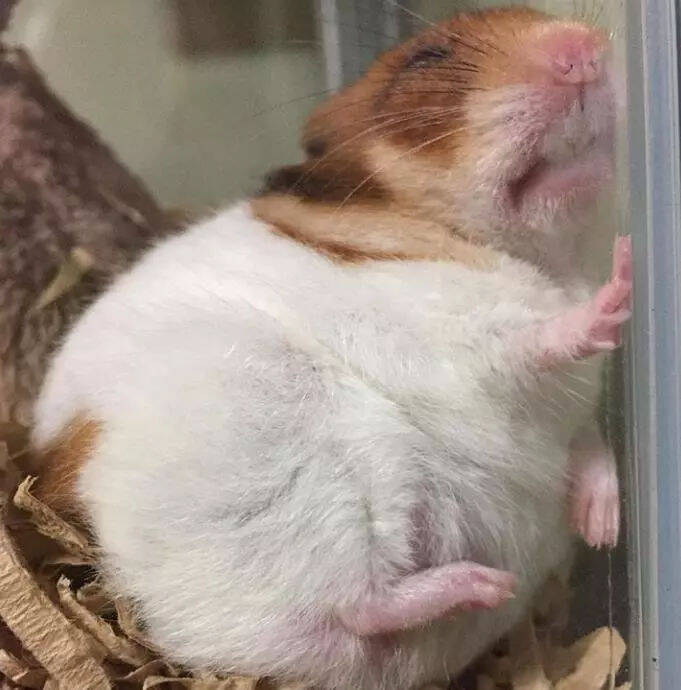仓鼠睡觉的姿势“千奇百怪”，经典啊！